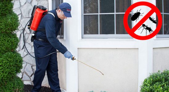 Susuz Kene İlaçlama böcek ilaçlama ve haşere kontrolü — ilaclama-tr.com